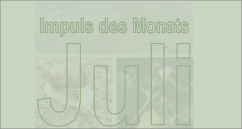 Impuls Juli